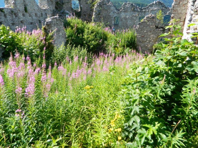 Wildflowers in Castle Ruin near Reutte, Germany